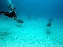 030509_Gamoul Soraya - Dauphins - Dsc02346~